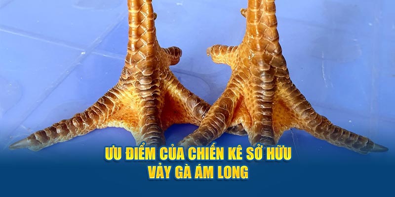Đặc điểm nổi bật của vảy gà ám long